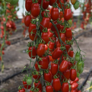 Томат Сладкий Фонтан F1,