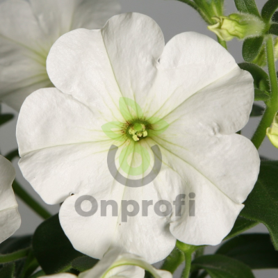 (п.ф.) Петуния Эксплорер Клеар Вайт F1,