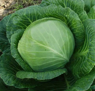 Капуста белокочанная Краутман F1,