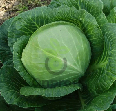 Капуста белокочанная Краутман F1,