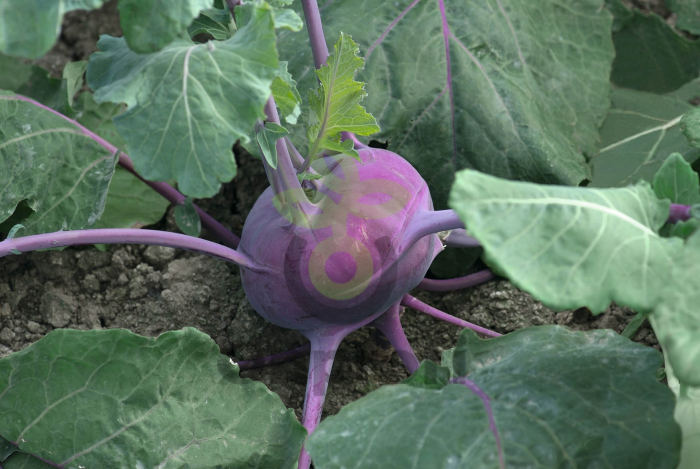 Капуста кольраби Колибри,