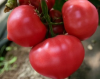 Томат Астериус F1,