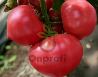 Томат Астериус F1,