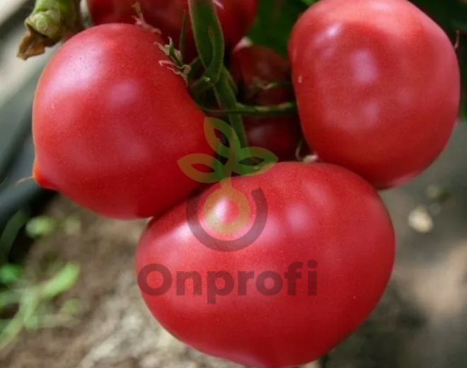 Томат Астериус F1,