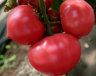 Томат Астериус F1,