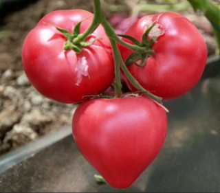 Томат Астериус F1,