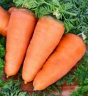 Морковь Шантенэ 2461, 0,5гр (фасовка)