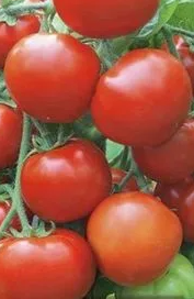 Томат Изобилие, 0,5гр (фасовка)