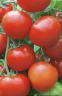 Томат Изобилие, 0,5гр (фасовка)