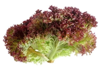 (м.ф) Салат Лолло Росса, 2гр Сембат