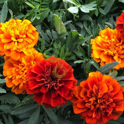 (п.ф.) Бархатцы Фаербол,