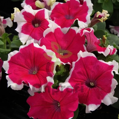 (п.ф.) Петуния Лимбо Джи Пи Ред Пикоти, 100 шт (№9-4-49) Поиск