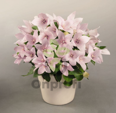 (п.ф.) Платикодон Поп Стар Пинк F1, 100 шт (№6-44)