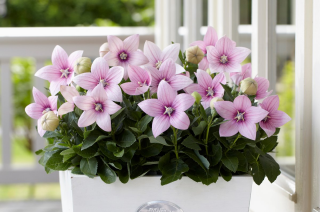 (п.ф.) Платикодон Поп Стар Пинк F1, 100 шт (№6-44)