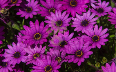 (п.ф.) Остеоспермум Акила Парпл, 100 шт (№6-173)