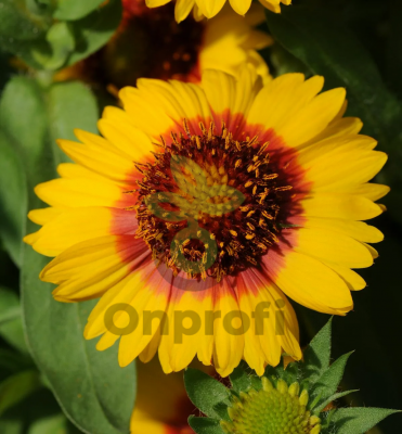 (п.ф.) Гайлардия Меса Брайт Биколор F1,