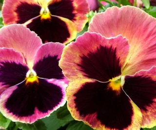 (п.ф.) Виола Виттрока Матрикс Санрайз F1, 1000 шт (№4-93)