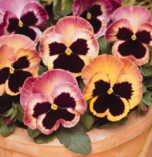 (п.ф.) Виола Виттрока Матрикс Санрайз F1, 1000 шт (№4-93)