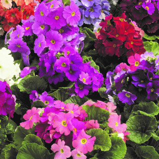 (п.ф.) Примула Обконика Либре Микс F1, 1000 шт (№6-494)