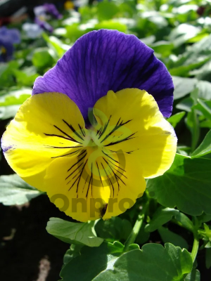 (п.ф.) Виола Виттрока Матрикс Морфиус F1, 1000 шт (№4-137)