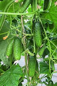 Огурец Авелла F1,