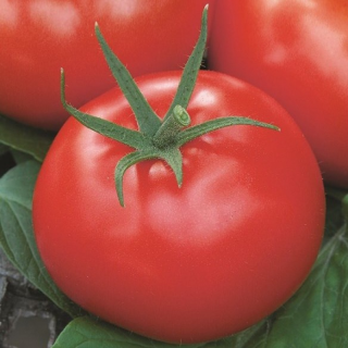 Томат Сударь F1,