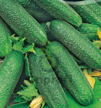 Огурец Гармония F1,