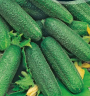 Огурец Гармония F1,