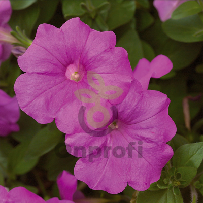 (п.ф.) Петуния Эксплорер Лавандер F1,