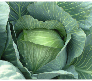 Капуста белокочанная Леннокс F1,