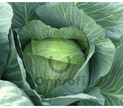 Капуста белокочанная Леннокс F1,