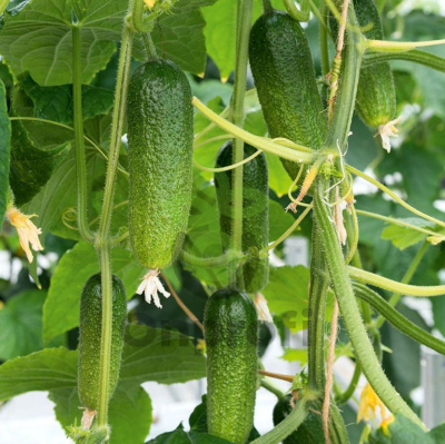 Огурец Адам F1,