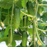 Огурец Адам F1,