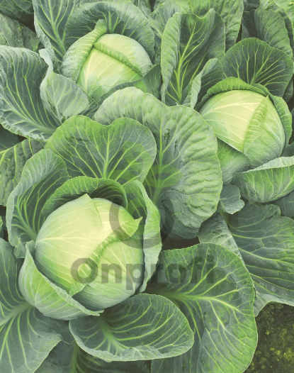 Капуста белокочанная Галакси F1,