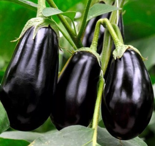 (м.ф.) Баклажан Черный Красавец 0,5г
