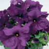 (п.ф.) Петуния Лимбо Джи Пи Дип Парпл, 100 шт (№9-4-50) Поиск