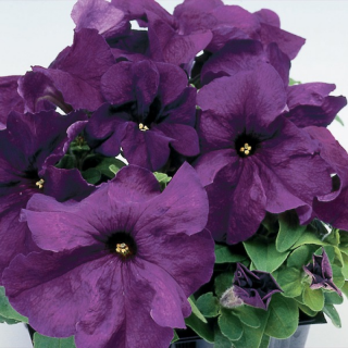 (п.ф.) Петуния Лимбо Джи Пи Дип Парпл, 100 шт (№9-4-50) Поиск