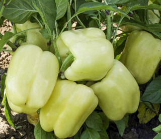 Перец Мадонна F1,