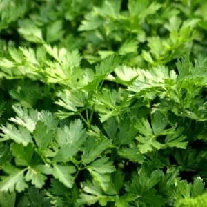 Петрушка Титан, 50г