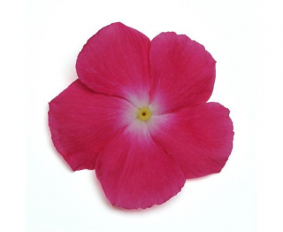 (п.ф.) Катарантус Медитеранен ХР Роуз Хало,