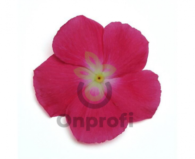 (п.ф.) Катарантус Медитеранен ХР Роуз Хало,