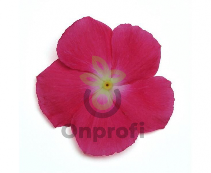 (п.ф.) Катарантус Медитеранен ХР Роуз Хало,