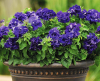(п.ф.) Петуния Дабл Каскад Блю F1,