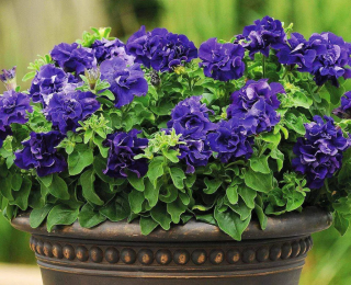 (п.ф.) Петуния Дабл Каскад Блю F1,