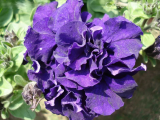 (п.ф.) Петуния Дабл Каскад Блю F1,