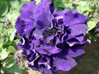 (п.ф.) Петуния Дабл Каскад Блю F1,