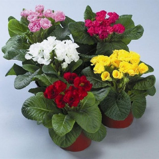 (п.ф.) Примула Розанна Микс,