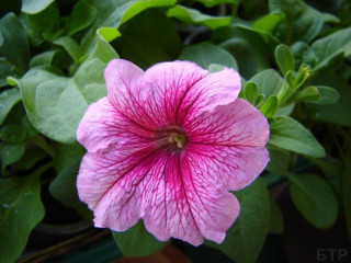 (п.ф.) Петуния Игл Пинк Вейн F1, 1000 драже (№9-4-202)