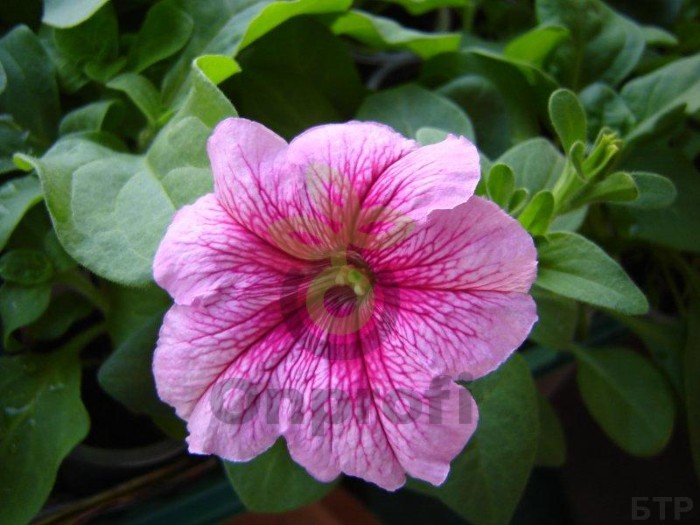 (п.ф.) Петуния Игл Пинк Вейн F1, 1000 драже (№9-4-202)