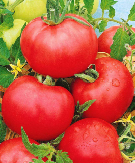 Томат Титан,